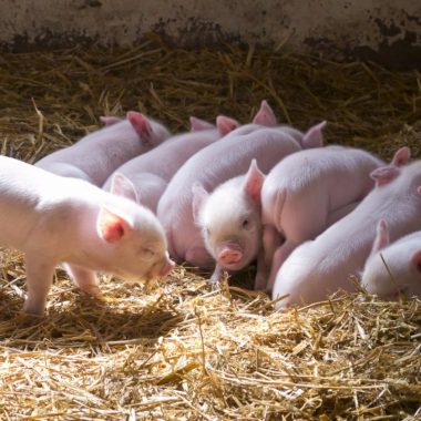 multiple piglets in hay