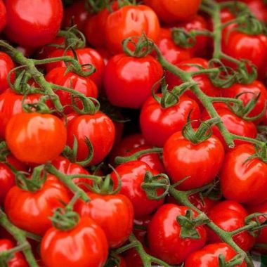 closeup of tomatoes on tomato plant