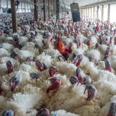 adult turkeys on poultry farm